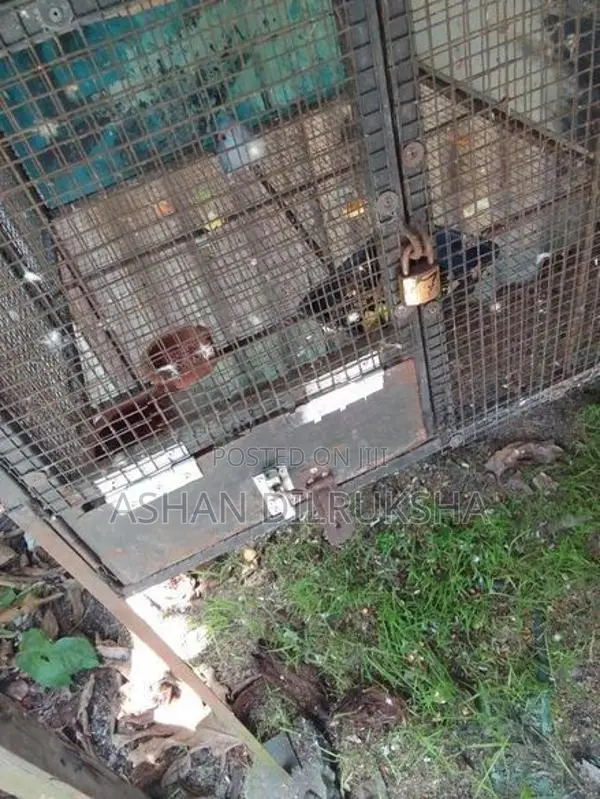 African Love Birds