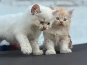 Persian Cat