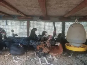 3.5 மாத ஊர்க்கோழிக்குஞ்சு .
