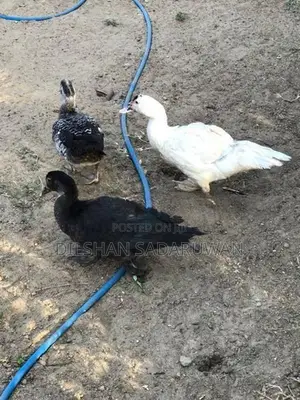 Ducks