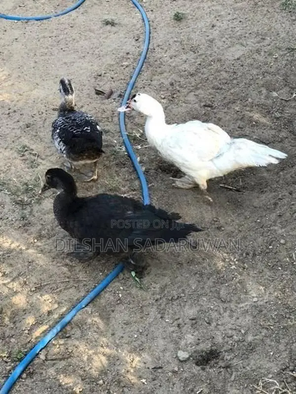 Ducks