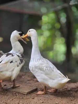තාරාවන්