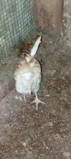 පොලිස් කැප්