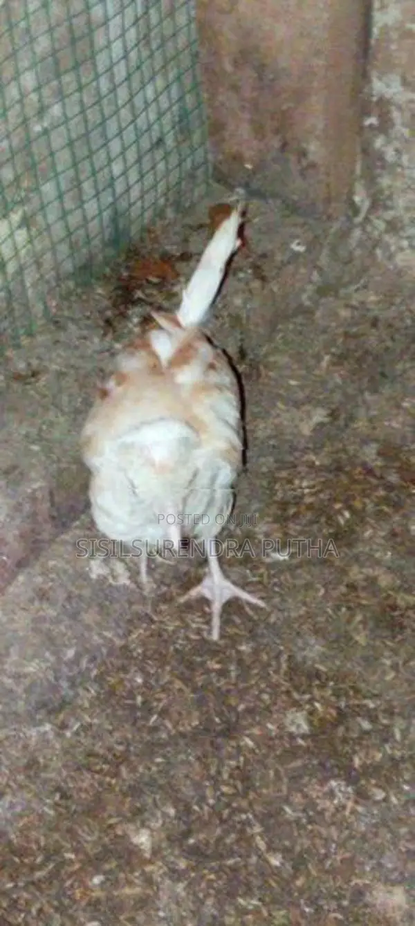 පොලිස් කැප්