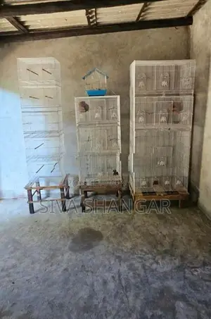 Birds Cage