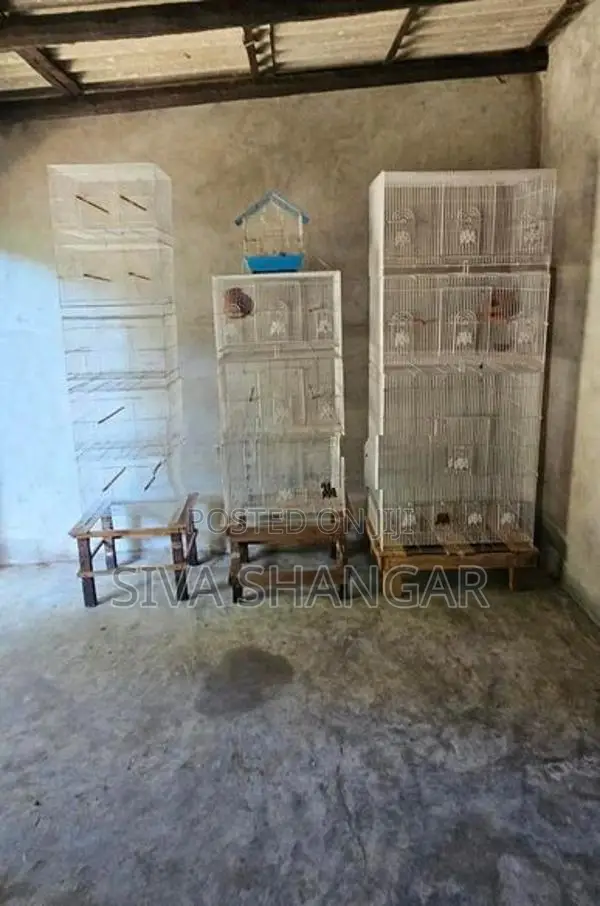 Birds Cage