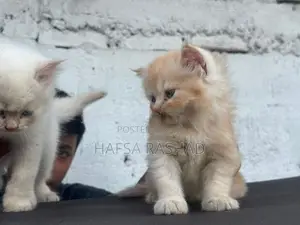 Persian Cat
