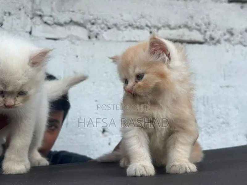 Persian Cat