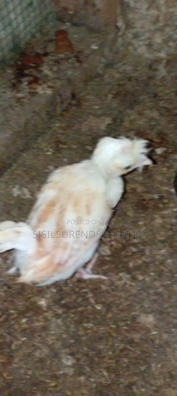 පොලිස් කැප්