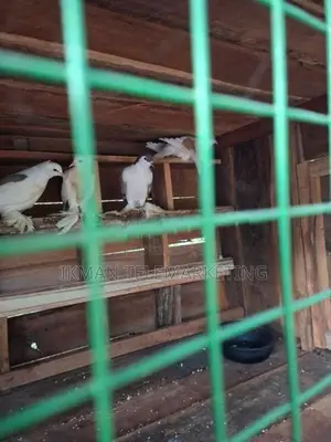 ousralian boots pigeon