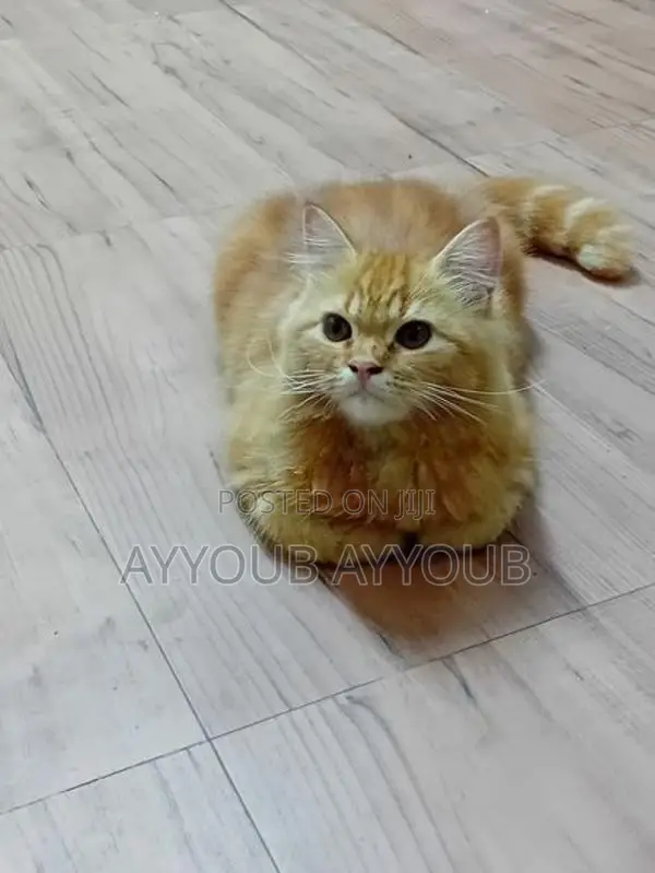Persian Cat