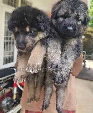German shepherd long coat