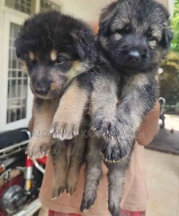 German shepherd long coat