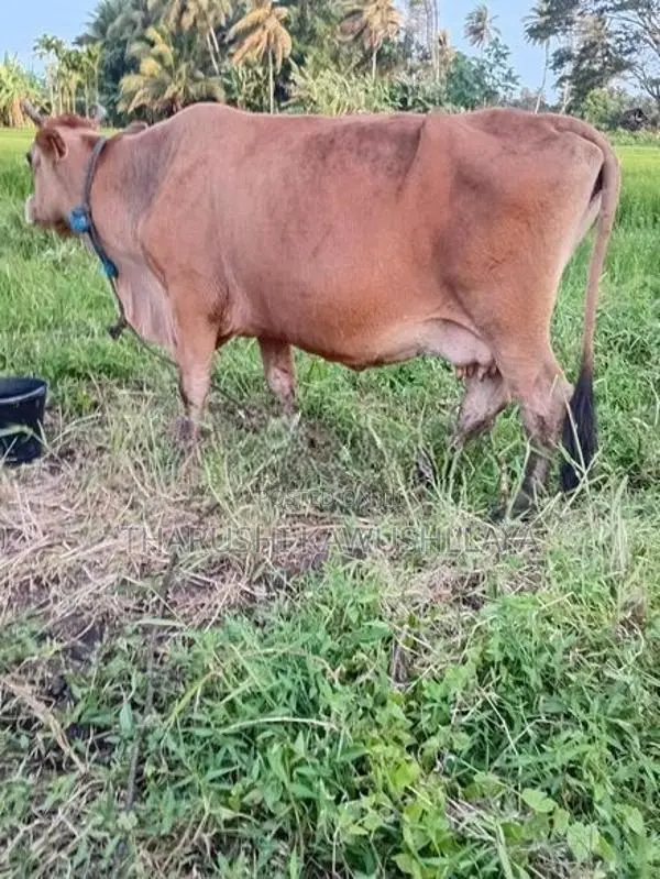kiri harak