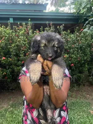 German Shepherd puppy