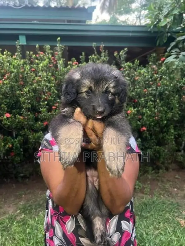 German Shepherd puppy
