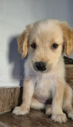 Golden Retriever Puppy