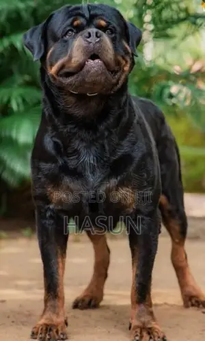Rottweiler puppies