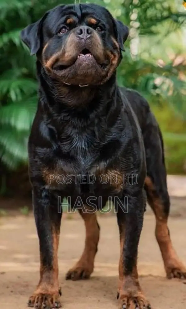 Rottweiler puppies