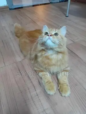 Persian Cat
