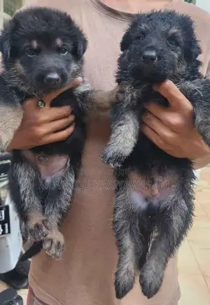 German shepherd long coat