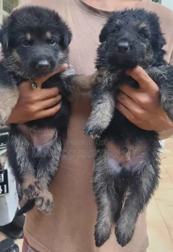 German shepherd long coat
