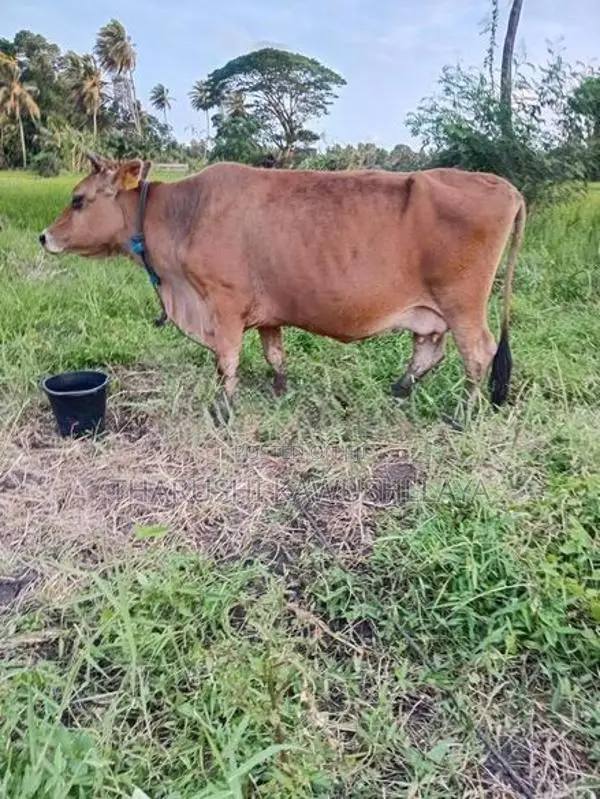 kiri harak