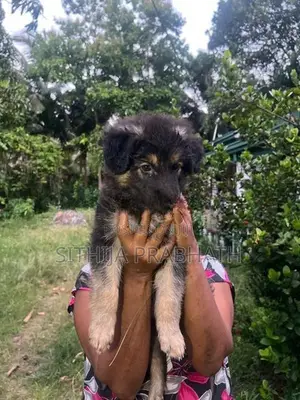 German Shepherd puppy