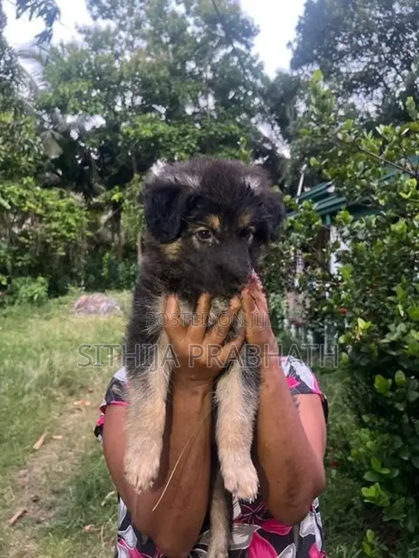 German Shepherd puppy