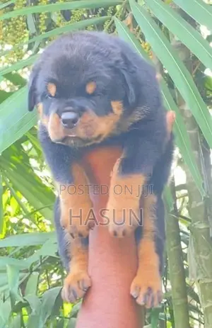 Rottweiler puppies