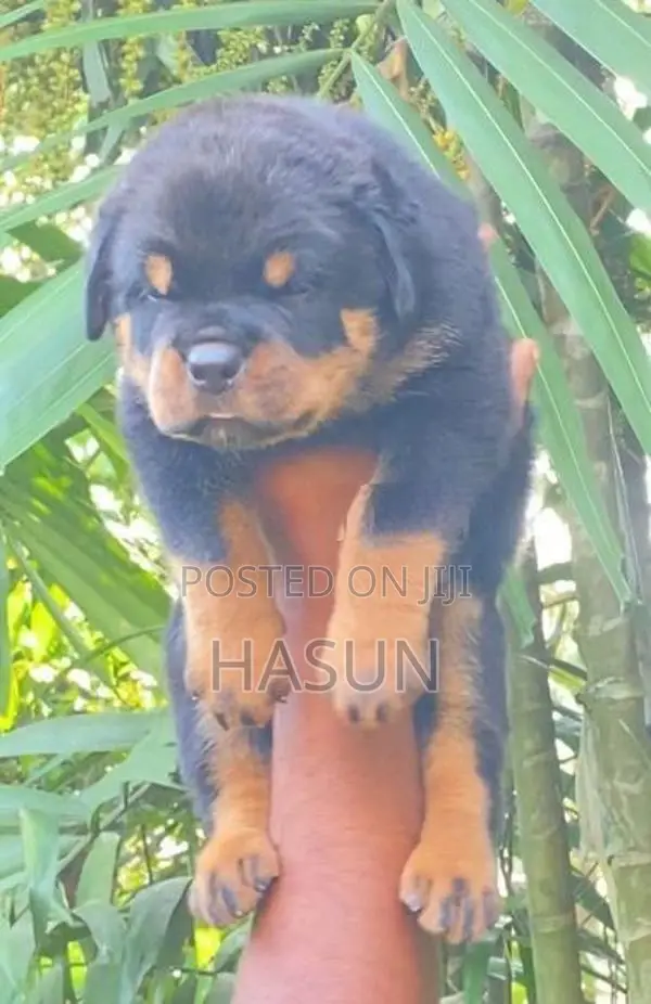 Rottweiler puppies