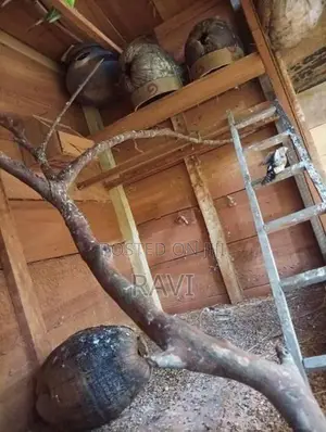 Love bird cage