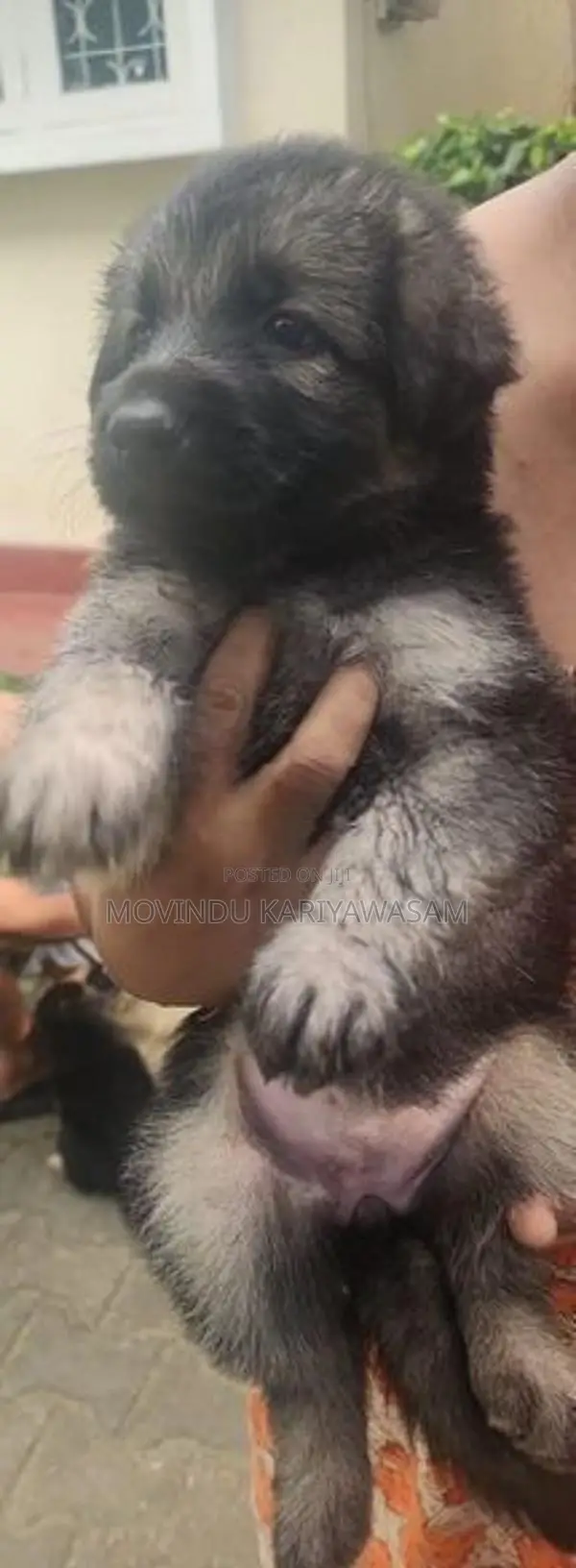 German shepherd long coat