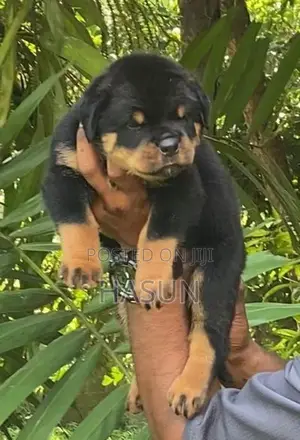 Rottweiler puppies