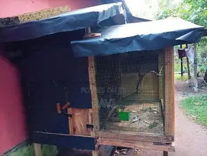 Love bird cage