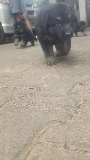 German shepherd long coat