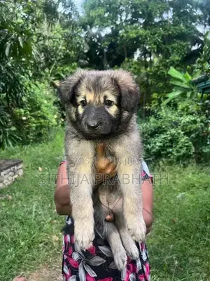 German Shepherd puppy