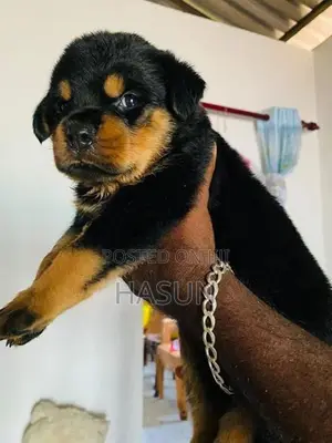 Rottweiler puppies