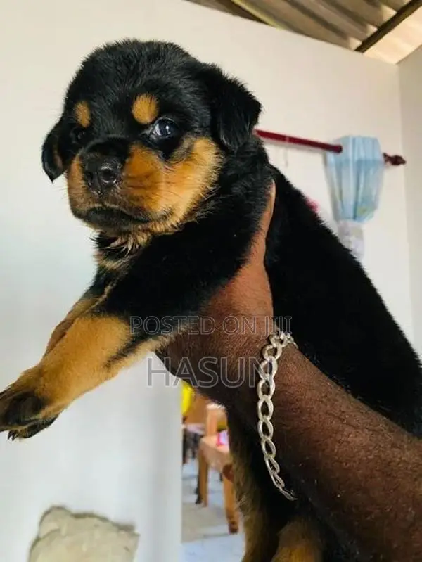 Rottweiler puppies