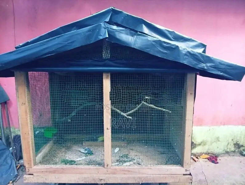 Love bird cage