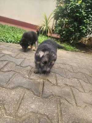 German shepherd long coat
