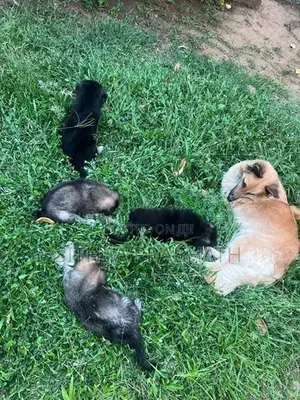 German Shepherd puppy