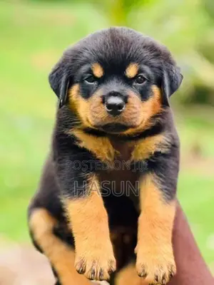 Rottweiler puppies