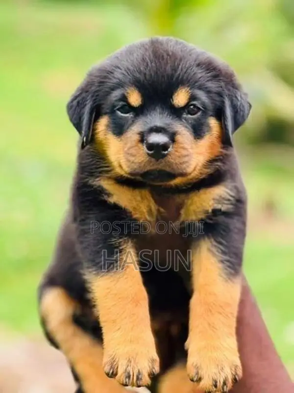 Rottweiler puppies