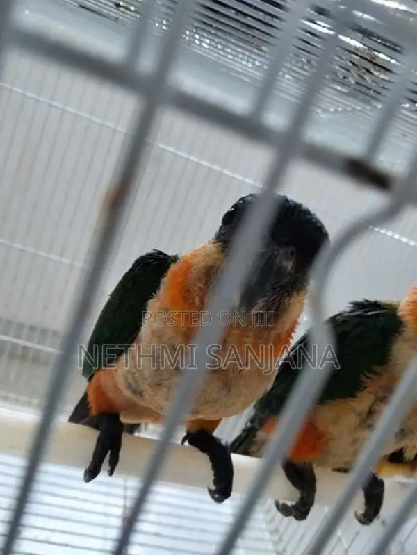 Black-Headed Parrot