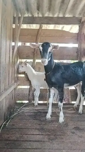 Sanhan goat