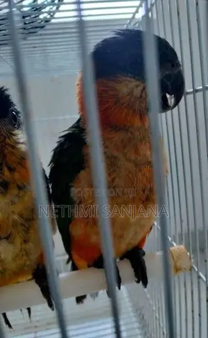 Black-Headed Parrot