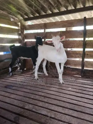 Sanhan goat
