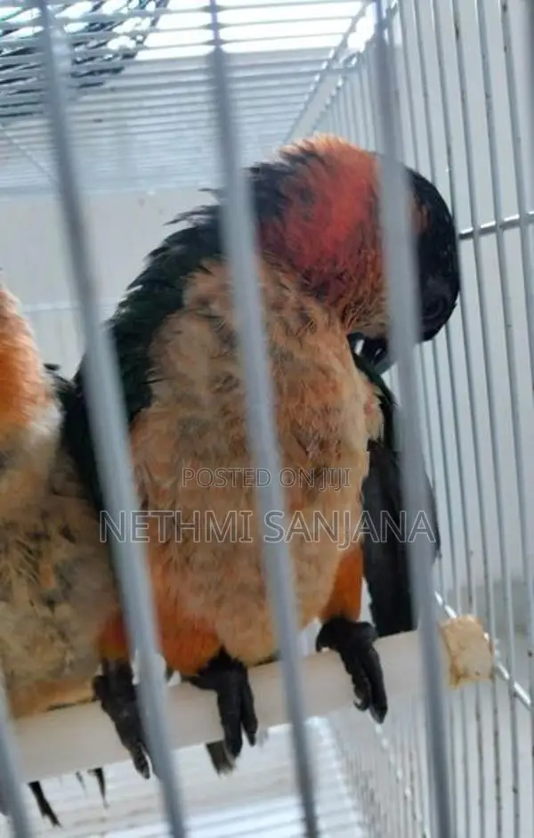 Black-Headed Parrot