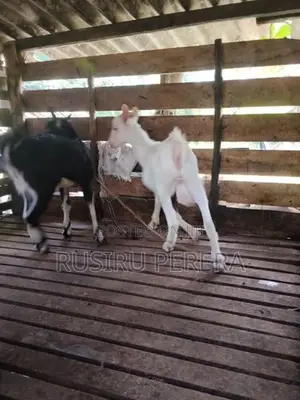 Sanhan goat